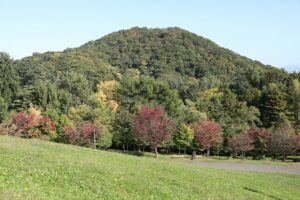 旭山記念公園紅葉情報2023年10月11日4新桜並木と円山