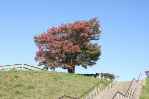 旭山記念公園紅葉情報2023年10月11日1展望台一本桜と階段