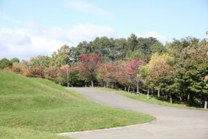 旭山記念公園紅葉情報2023年10月11日5新桜並木
