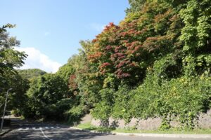 旭山記念公園紅葉情報2023年10月11日7第1駐車場入口のヤマモミジ