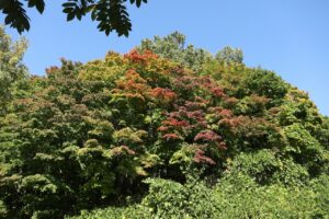 旭山記念公園紅葉情報2023年10月11日8第1駐車場入口のヤマモミジ