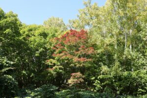 旭山記念公園紅葉情報2023年10月11日9旭山でいちばんきれいに色づくヤマモミジ