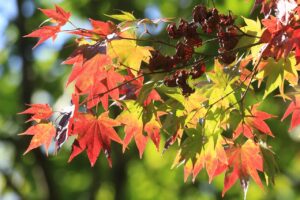 旭山記念公園紅葉情報2023年10月11日10旭山でいちばんきれいに色づくヤマモミジ葉っぱアップ