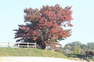 展望台一本桜2023年10月13日