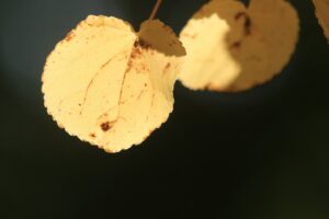 カツラの葉2023年10月13日