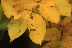 旭山紅葉情報2023年10月19日17ハルニレ黄葉