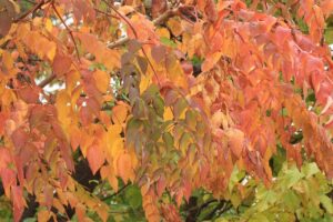 旭山紅葉情報2023年10月19日18タラノキ