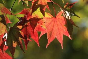 旭山紅葉情報2023年10月21日19旭山でいちばんきれいに色づくヤマモミジの赤い葉