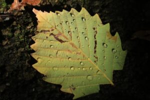 旭山紅葉情報2023年10月21日18ケヤマハンノキ