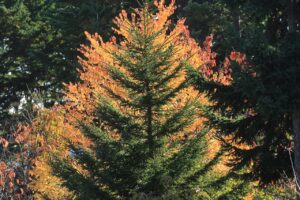 旭山紅葉情報2023年10月21日17トドマツとエゾヤマザクラ