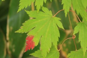 旭山紅葉情報2023年10月24日19ハウチワカエデしもやけ