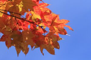 旭山紅葉情報2023年10月24日18ヤマモミジ