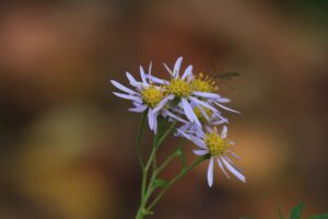 旭山紅葉情報2023年10月24日22エゾノコンギク