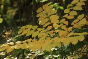 旭山紅葉情報2023年10月24日20紅葉していないヤマウルシ