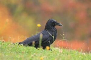 旭山紅葉情報2023年10月27日22ハシボソガラスと紅葉