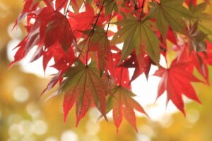 旭山紅葉情報2023年10月27日20ヤマモミジの色づく葉