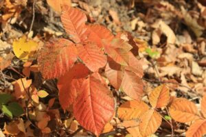 旭山紅葉情報2023年10月29日27ツタウルシ