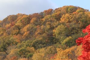 旭山紅葉情報2023年10月29日27藻岩山