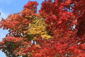 旭山紅葉情報2023年10月29日5グラデーション