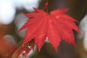 旭山紅葉情報2023年10月30日16ハウチワカエデ葉のアップ