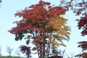 旭山紅葉情報2023年10月30日15展望台のハウチワカエデとシラカンバ