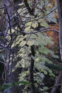 旭山紅葉情報2023年10月30日18イワガラミのクリーム色の葉