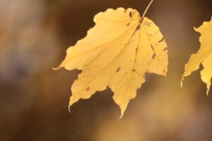 旭山紅葉情報2023年10月30日17アカイタヤの葉のアップ