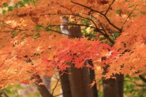 旭山紅葉情報2023年10月30日19ヤマモミジ