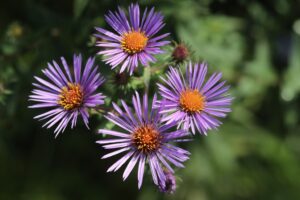 ネバリノギク2023年10月6日