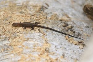 ニホンカナヘビ幼体2023年10月6日かなちょろ