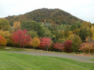 旭山紅葉情報2023年10月18日6昨年2022年10月17日の円山と新桜並木