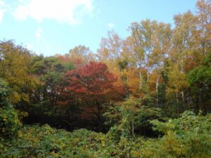 旭山紅葉情報2023年10月18日14昨年2022年10月19日の旭山でいちばんきれいに色づくヤマモミジ