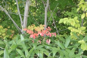 旭山記念公園紅葉情報2023年10月1日11ヌルデ