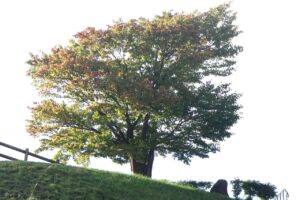 旭山記念公園紅葉情報2023年10月1日1展望台一本桜