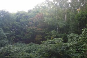 旭山記念公園紅葉情報2023年10月1日7旭山でいちばんきれいに色づくヤマモミジ