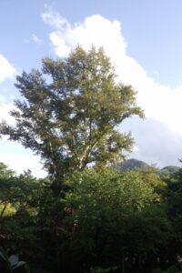 旭山記念公園紅葉情報2023年10月1日8旭山でいちばん高い木ドロノキ