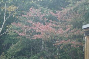 旭山記念公園紅葉情報2023年10月1日10エゾヤマザクラ