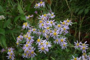 旭山紅葉情報2023年10月6日6エゾノコンギク