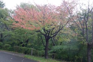 旭山紅葉情報2023年10月6日5新桜並木のエゾヤマザクラ