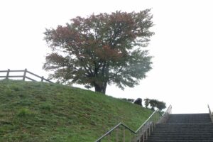 旭山紅葉情報2023年10月6日1展望台一本桜階段から