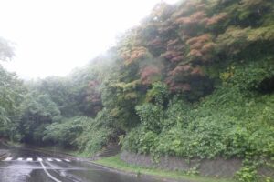 旭山紅葉情報2023年10月6日6第1駐車場入口のヤマモミジ