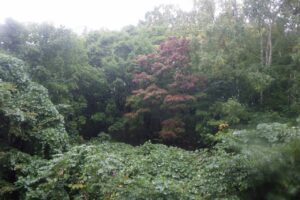 旭山紅葉情報2023年10月6日9旭山でいちばんきれいに色づくヤマモミジ