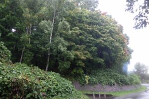 旭山紅葉情報2023年10月6日7第1駐車場入口のヤマモミジ南側から