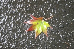 旭山紅葉情報2023年10月6日10ヤマモミジの葉