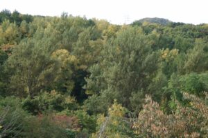 旭山紅葉情報2023年10月14日6西側鉄塔周辺の山々