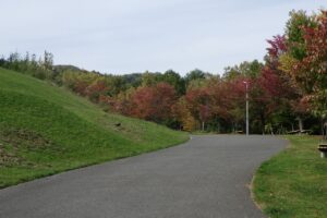 旭山紅葉情報2023年10月14日3新桜並木