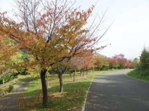 旭山紅葉情報2023年10月14日4新桜並木南から