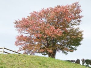 旭山紅葉情報2023年10月14日1展望台一本桜