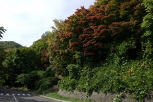 旭山紅葉情報2023年10月14日7第1駐車場入口