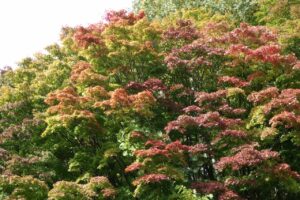 旭山紅葉情報2023年10月14日8第1駐車場入口のヤマモミジ